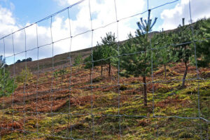 deer fence near woods