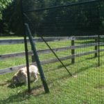 simple deer fence side-view